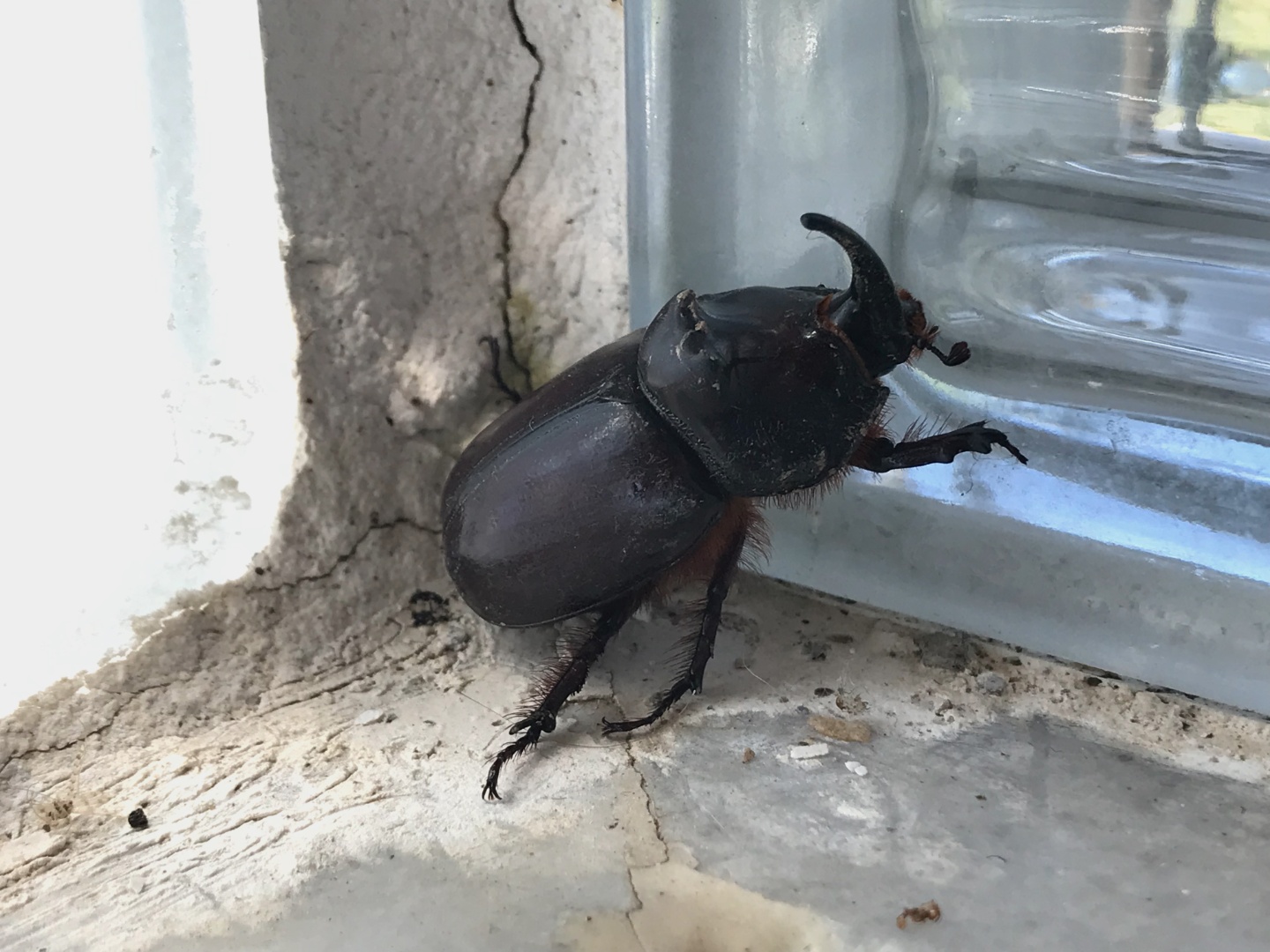 Gergedan Böceği - Oryctes nasicornis